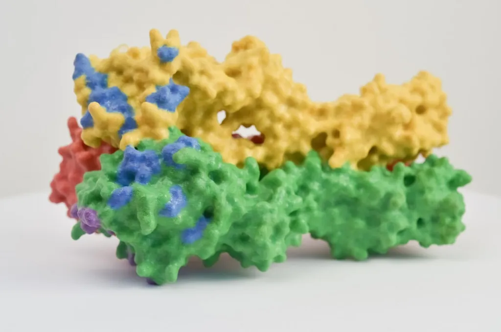 3D model of a multi-coloured protein-like surface, with a yellow domain resting above a green domain and a red lobe at one end — a stylized representation of a folded protein structure.
